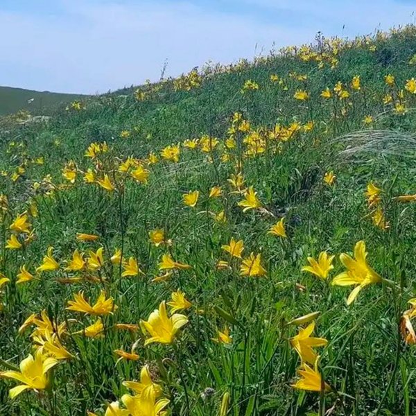 Цветы Забайкалья