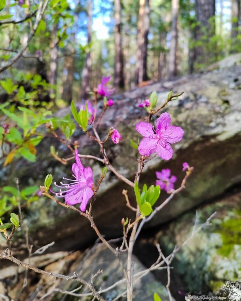 Природа Забайкалья степь