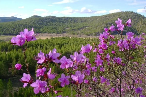Рододендрон Даурский багульник