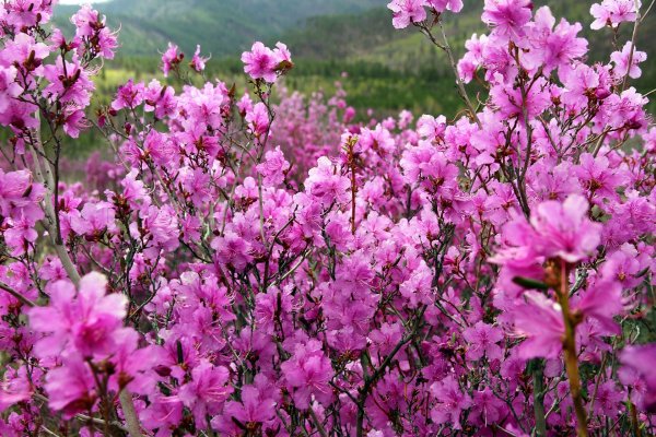 Природа читы Забайкальского края