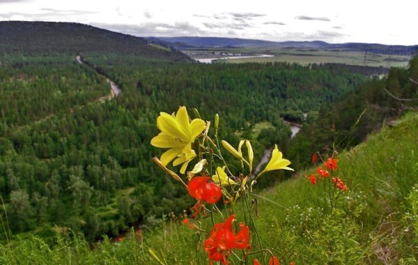Лилия саранка красная