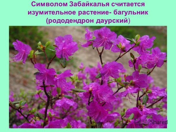 Багульник растение в Забайкалье