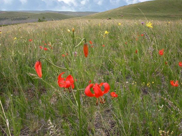 Даурский рододендрон – багульник Байкал