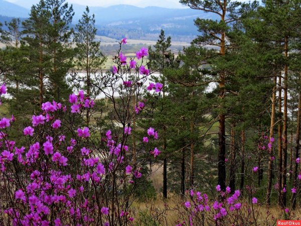 Рододендрон Даурский Забайкалье