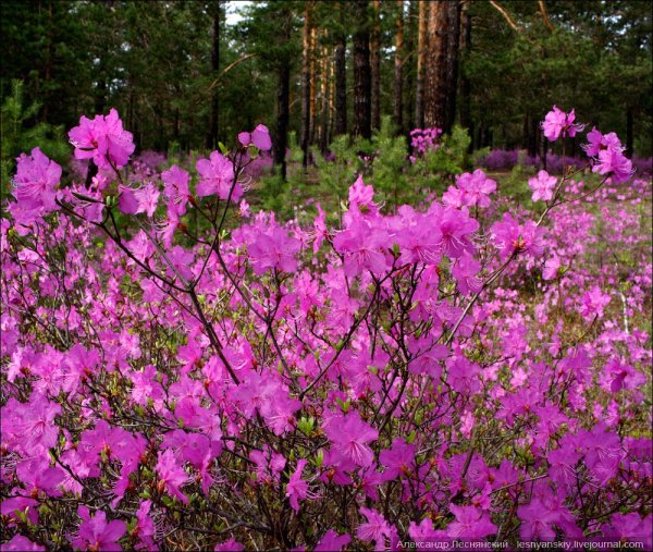Забайкальский край цветение багульника