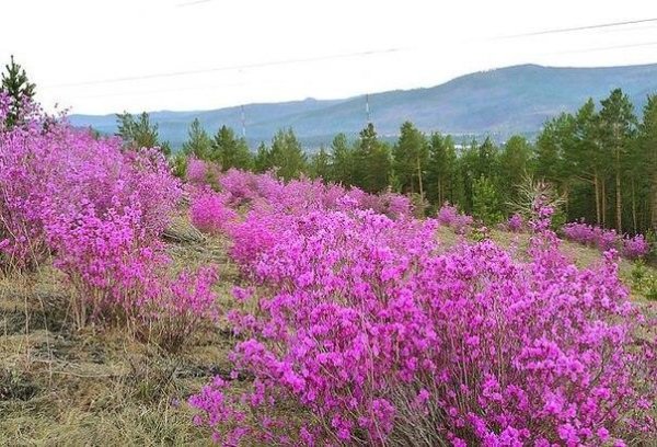 Рододендрон Даурский багульник