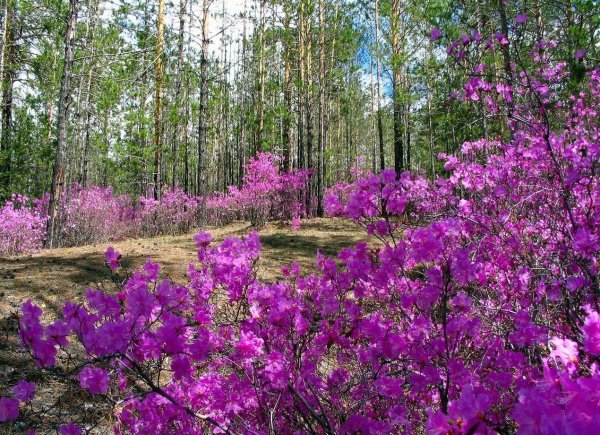 Багульник Братск