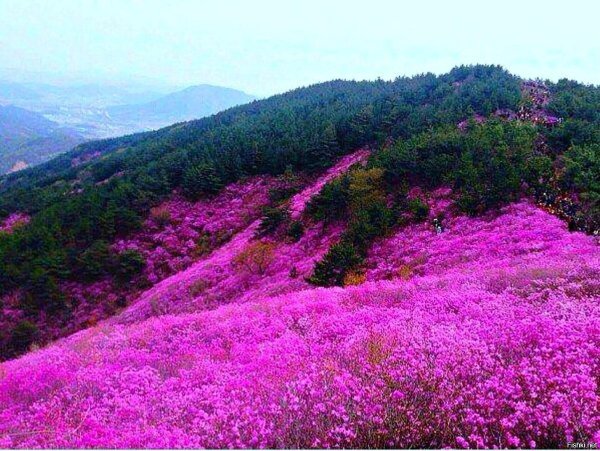 Багульник в Забайкалье