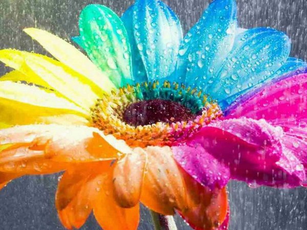 Цветок с разноцветными лепестками