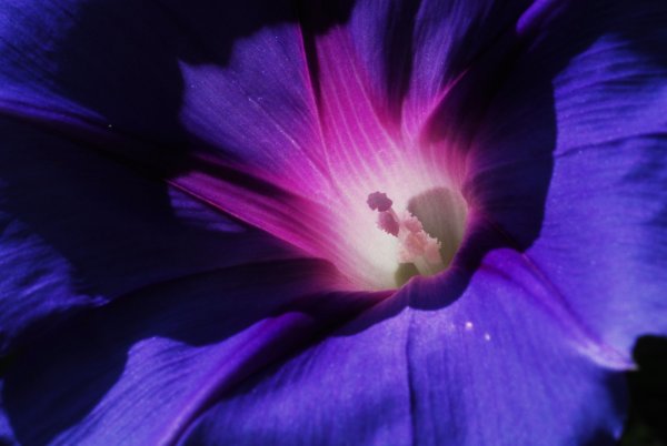 Сине-фиолетовый цвет