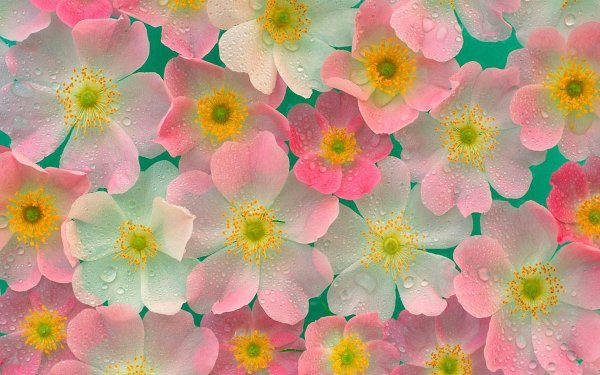 Мелкие разноцветные цветочки