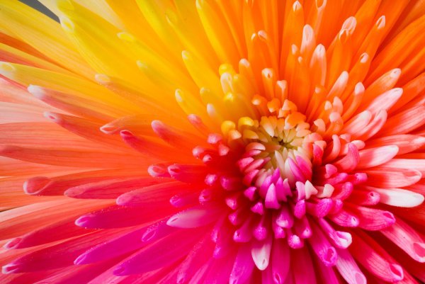 Яркие цветочки