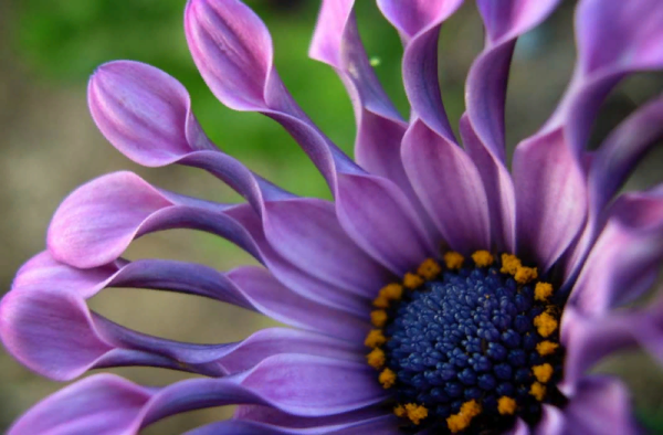 Капская Маргаритка