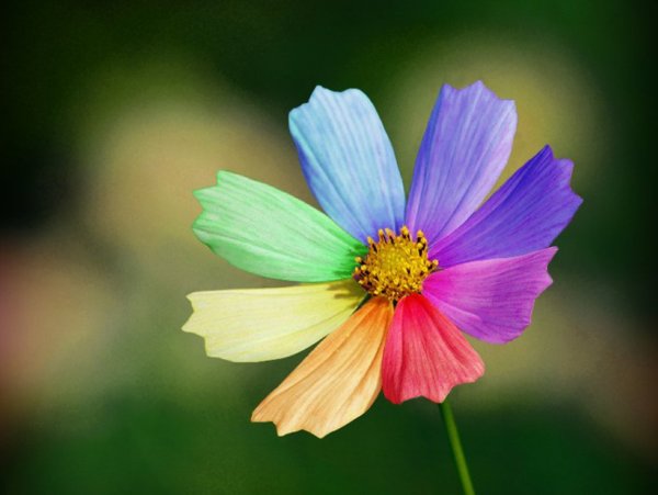 Ненастоящие цветы