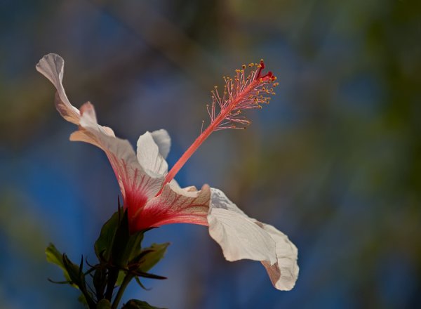 Африканские маргаритки букет