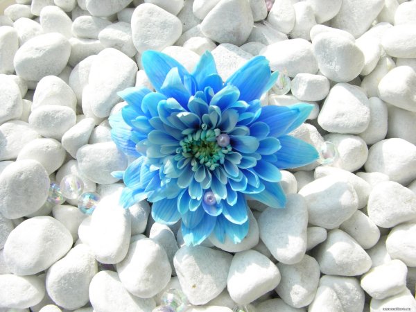 Я желаю всем счастья