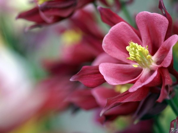 Фиолетовые картинки