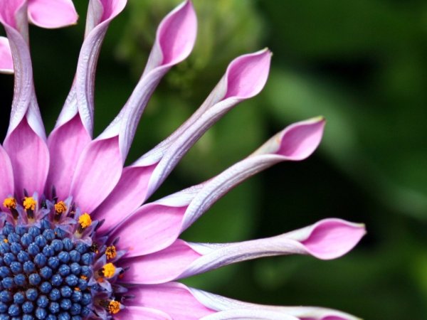 Анемона Галил пурпле