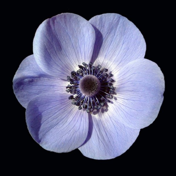 Нежный цветок