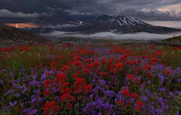 Цветы в горах