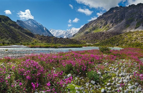 Альпийские Луга Алтая