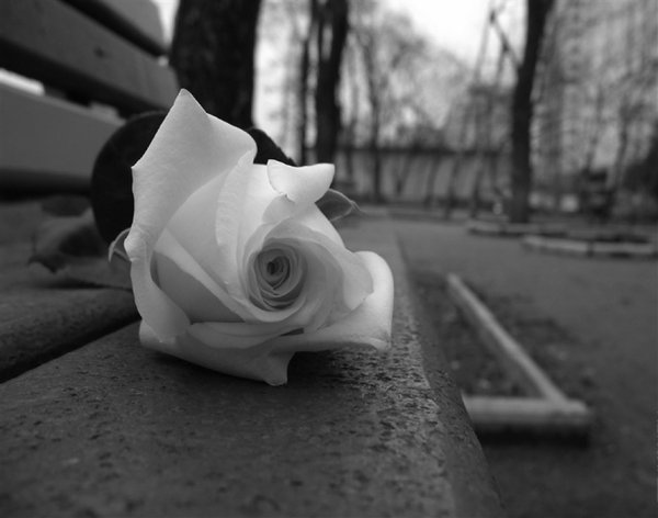 Одинокая белая роза