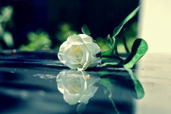Иманбек Saint John Roses