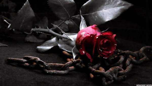 Завявшая роза на чёрном фоне