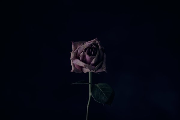 Цветы печали