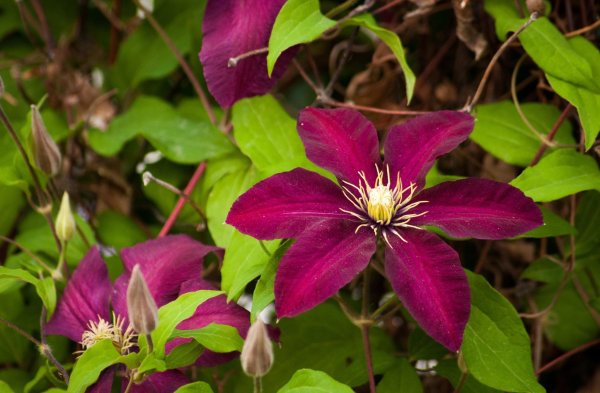Клематис (Clematis Westerplatte p7)