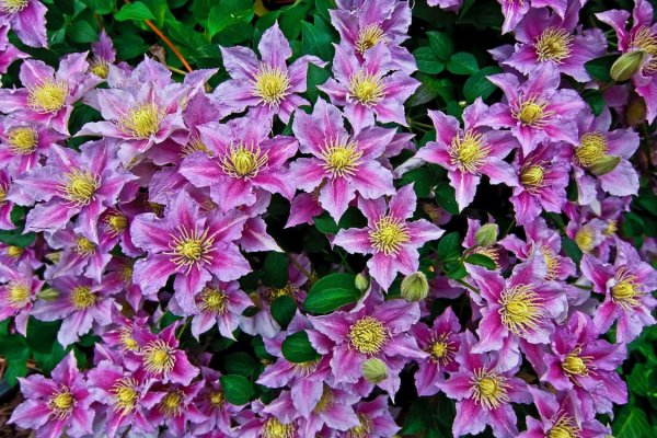 Клематис etoile Violette