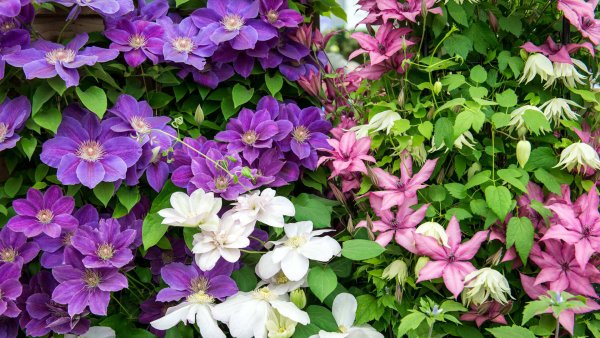 Клематис (Clematis)