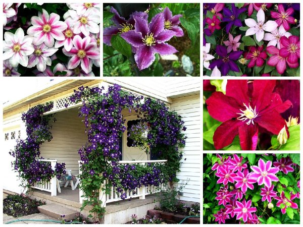 Summer flowering клематис