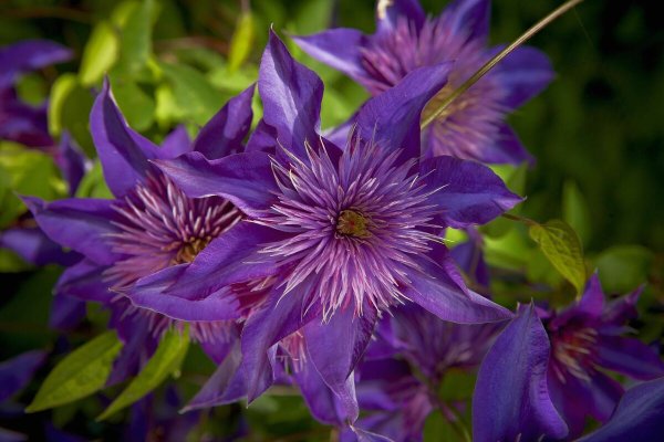 Клематис Blue Sensation