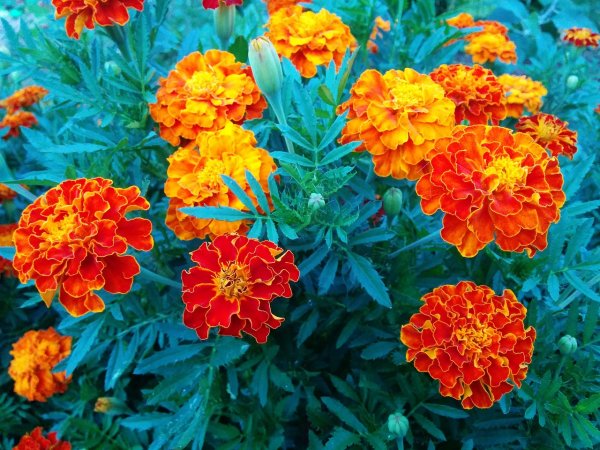 Бархатцы Durango Red