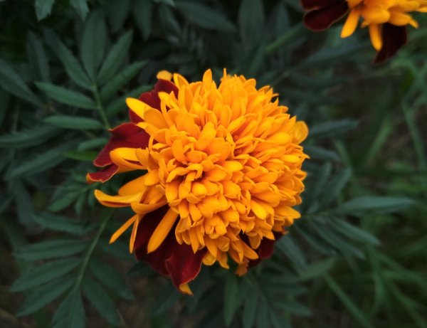 Бархатцы (Tagetes)