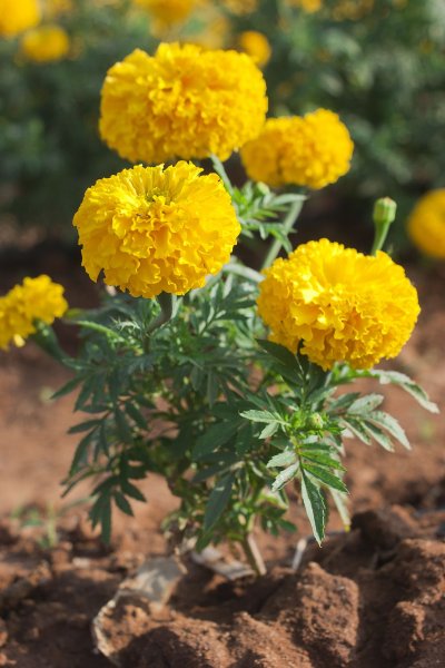 Бархатцы (Tagetes erecta)