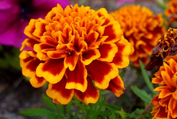 Бархатцы (Tagetes)