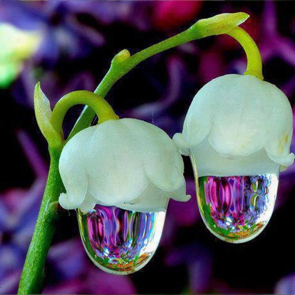 Цветы картинки красивые необычные