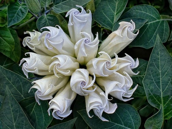 Необычные цветы букет