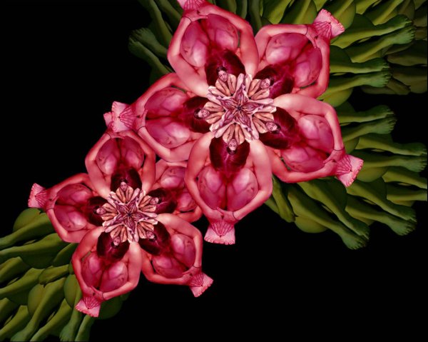 Орхидея хабенария Радиата