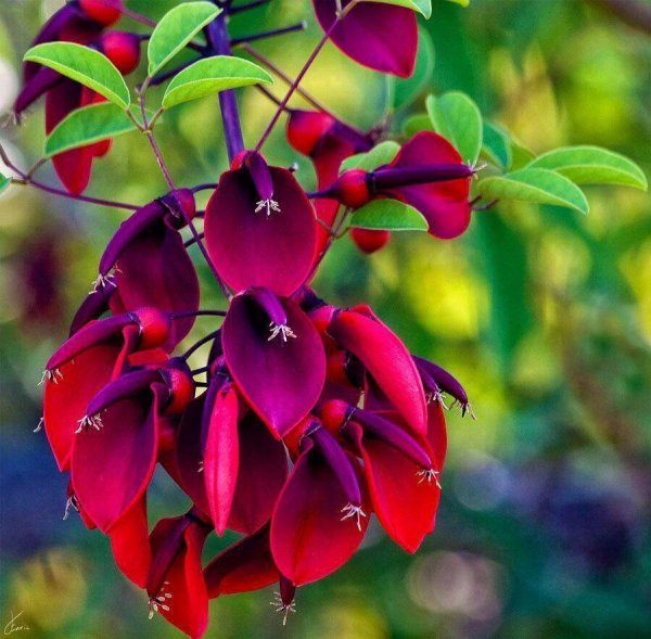 Роза Пэррот