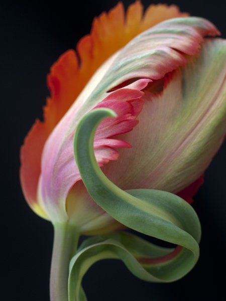 Необычные цветы