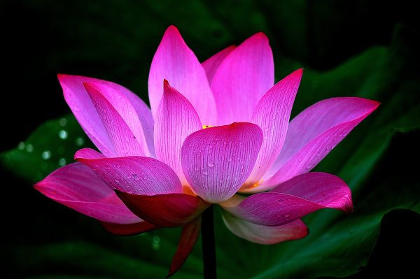 Лотос (Nelumbo)