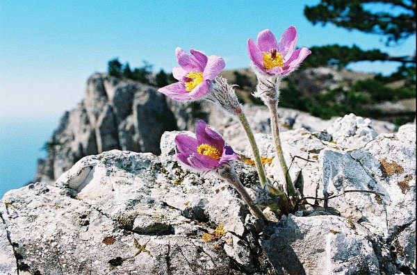 Серебристый Крымский Эдельвейс