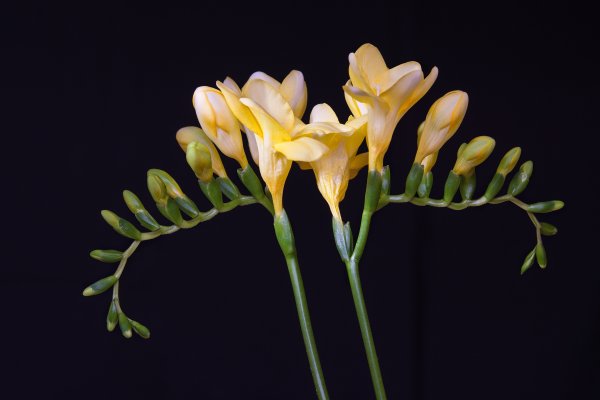 Фрезия (Freesia)