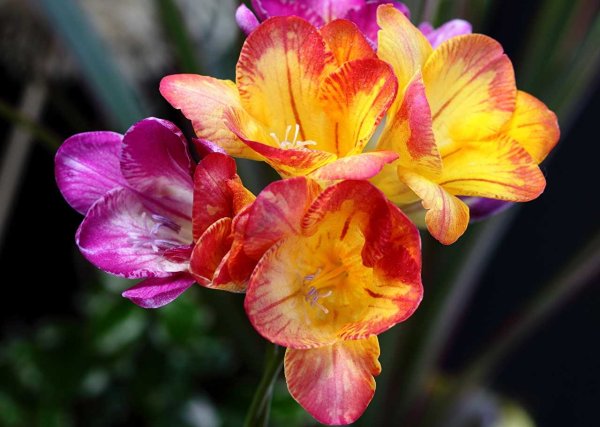 Фрезия (Freesia)