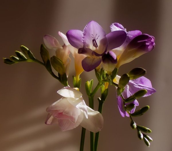 Фрезия (Freesia)