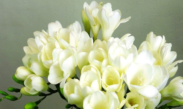 Фрезия Дабл Вайт