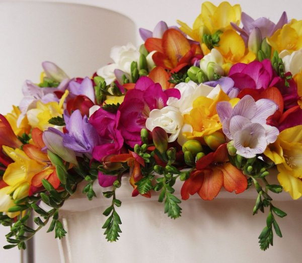 Фрезия (Freesia)